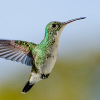 Plain-bellied Emerald